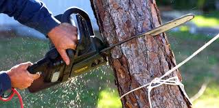 Best Hazardous Tree Removal  in Morris, AL