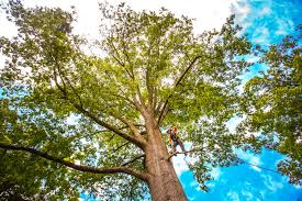 Best Tree Risk Assessment  in Morris, AL