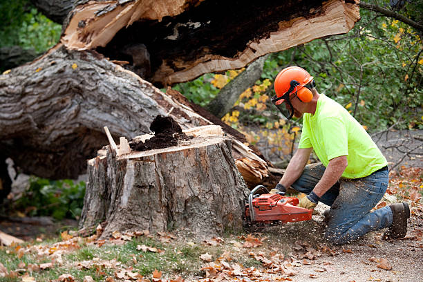 Best Firewood Processing and Delivery  in Morris, AL