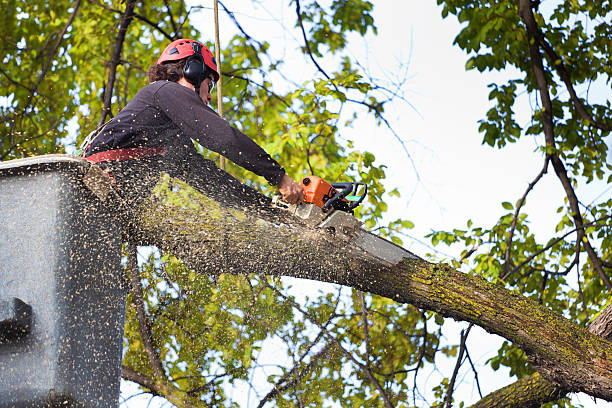 Best Storm Damage Tree Cleanup  in Morris, AL